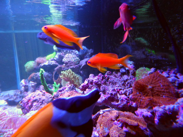 anthias.jpg