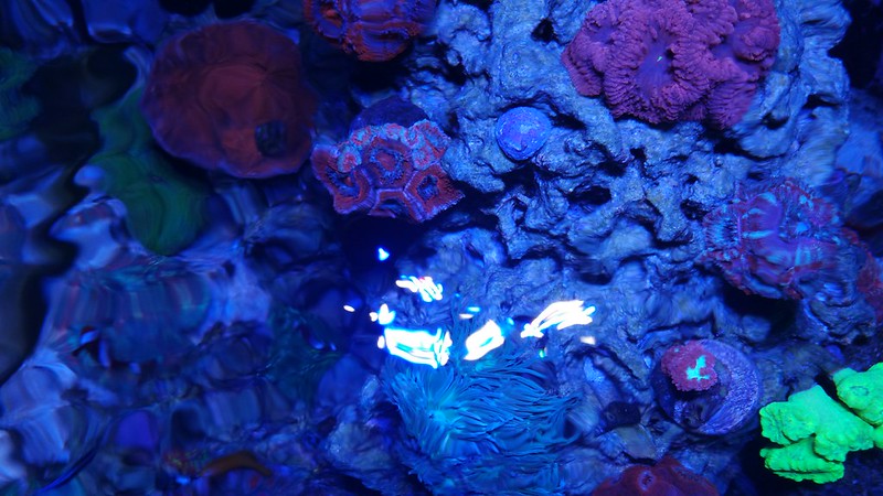 37033949770_8d60ec45e1_c.jpg