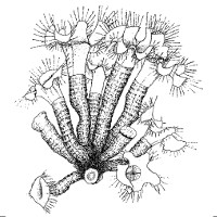 reefs.com