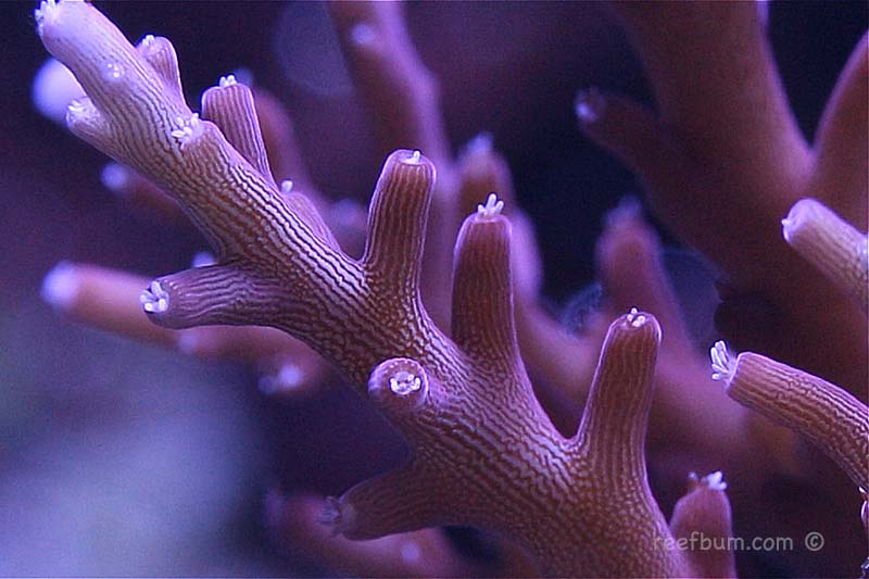 Macro-Aug-3-2018-Tank-Pic-41-1.jpg