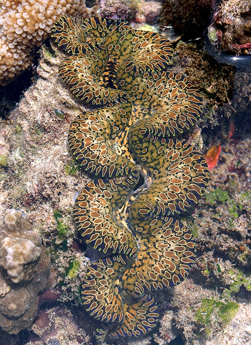 reefs.com