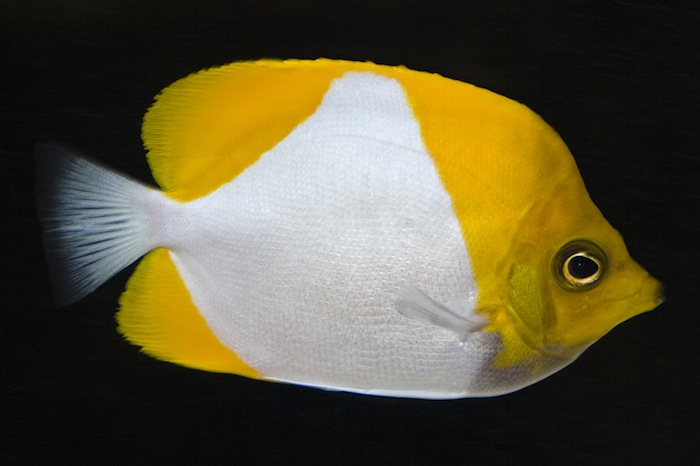 reefs.com