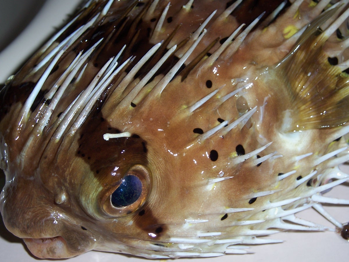 Spiny_fish.jpg