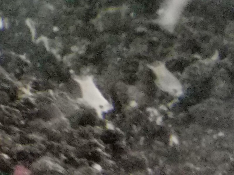 40823266422_3512e76665_c.jpg