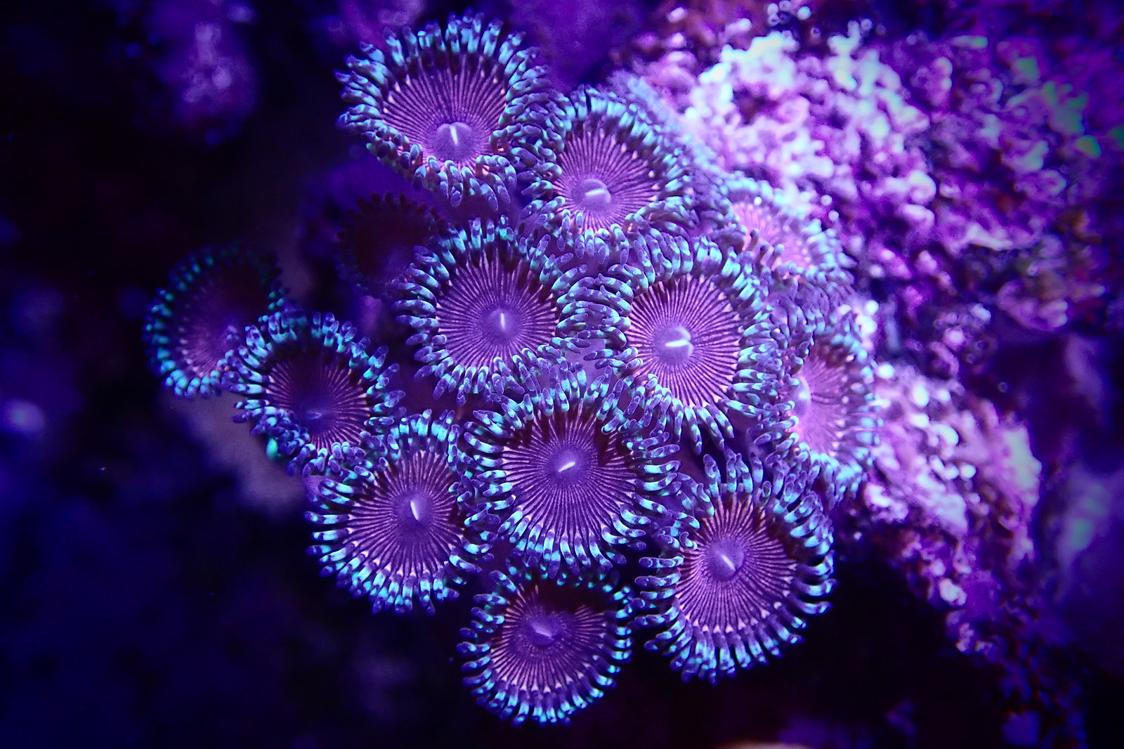 35766827126_8a7243d51b_h.jpg
