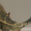 reefs.com