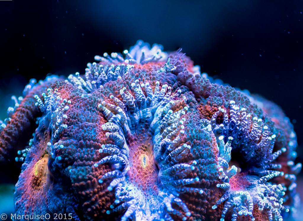 20807566123_a652b38719_b.jpg