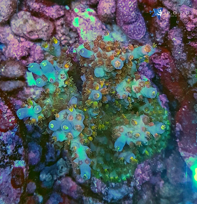 29369333643_d335360f68_c.jpg
