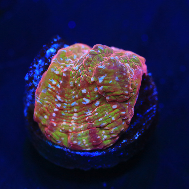 50427925016_f88db87803_c.jpg