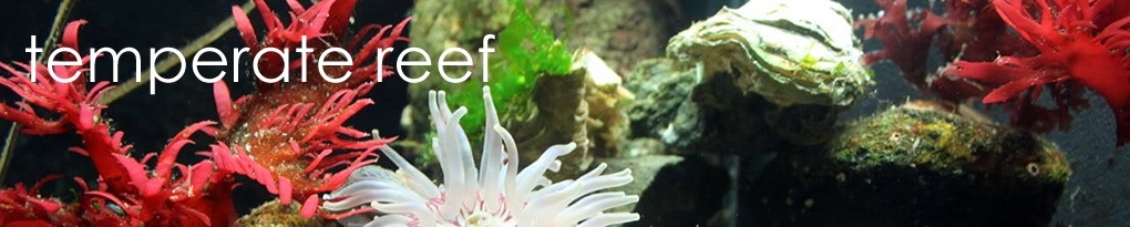 temperatereef.forumotion.com