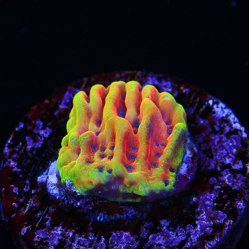 51208334135_340b88602c_c.jpg