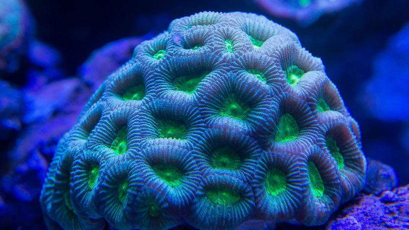 11428589386_5f5a56833c_c.jpg