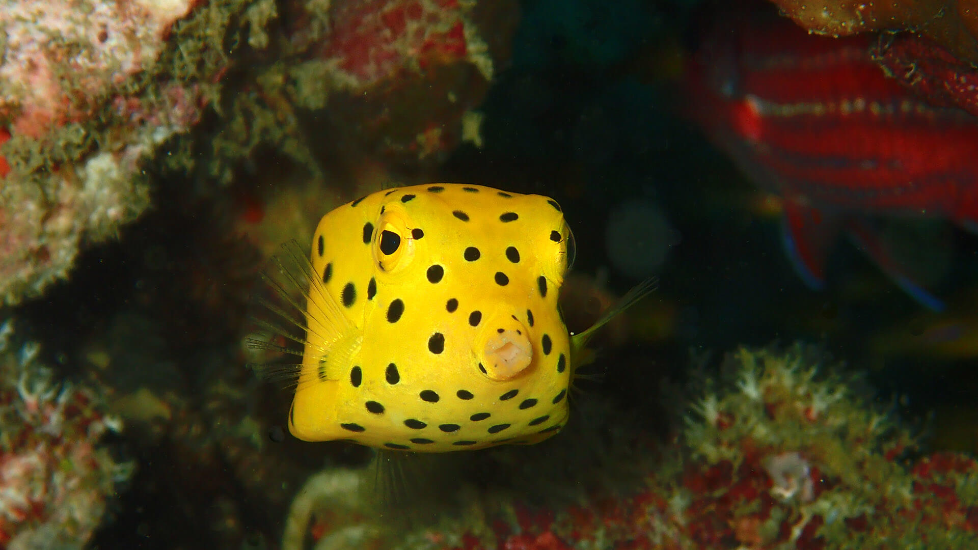 www.localdivethailand.com