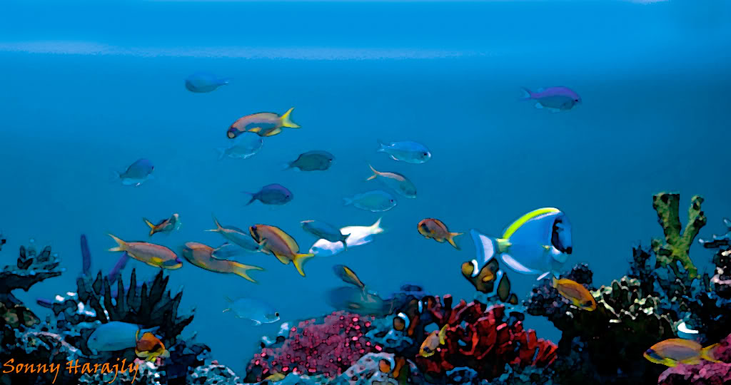 www.reefsite.com