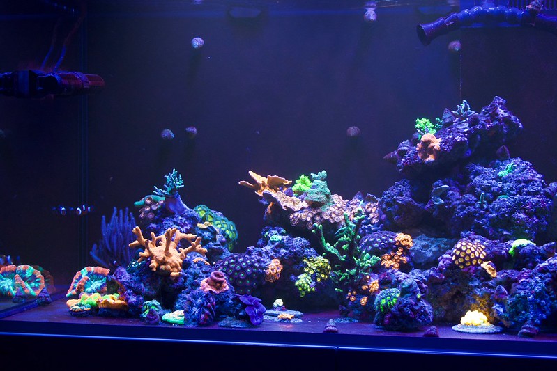 46063004885_2919226b0e_c.jpg