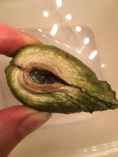 Clam Foot.JPG