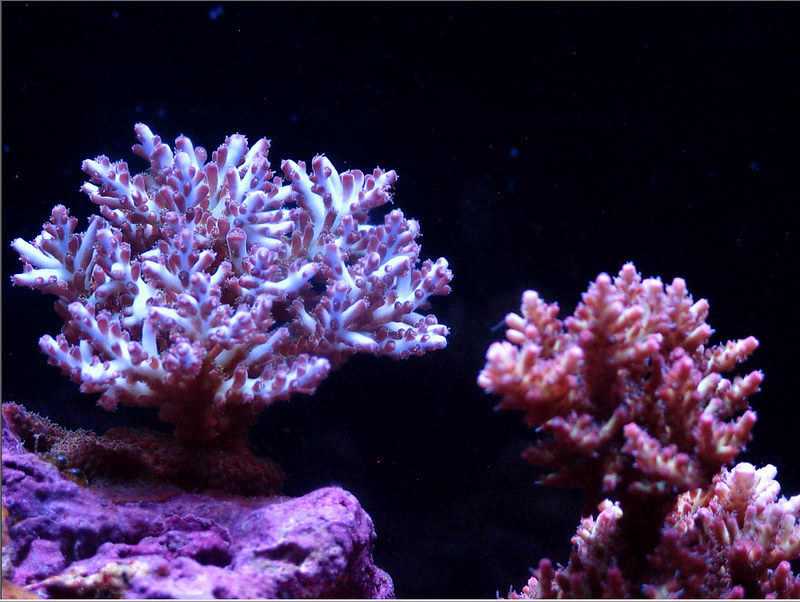 25464576747_08ac0d4eb7_c.jpg