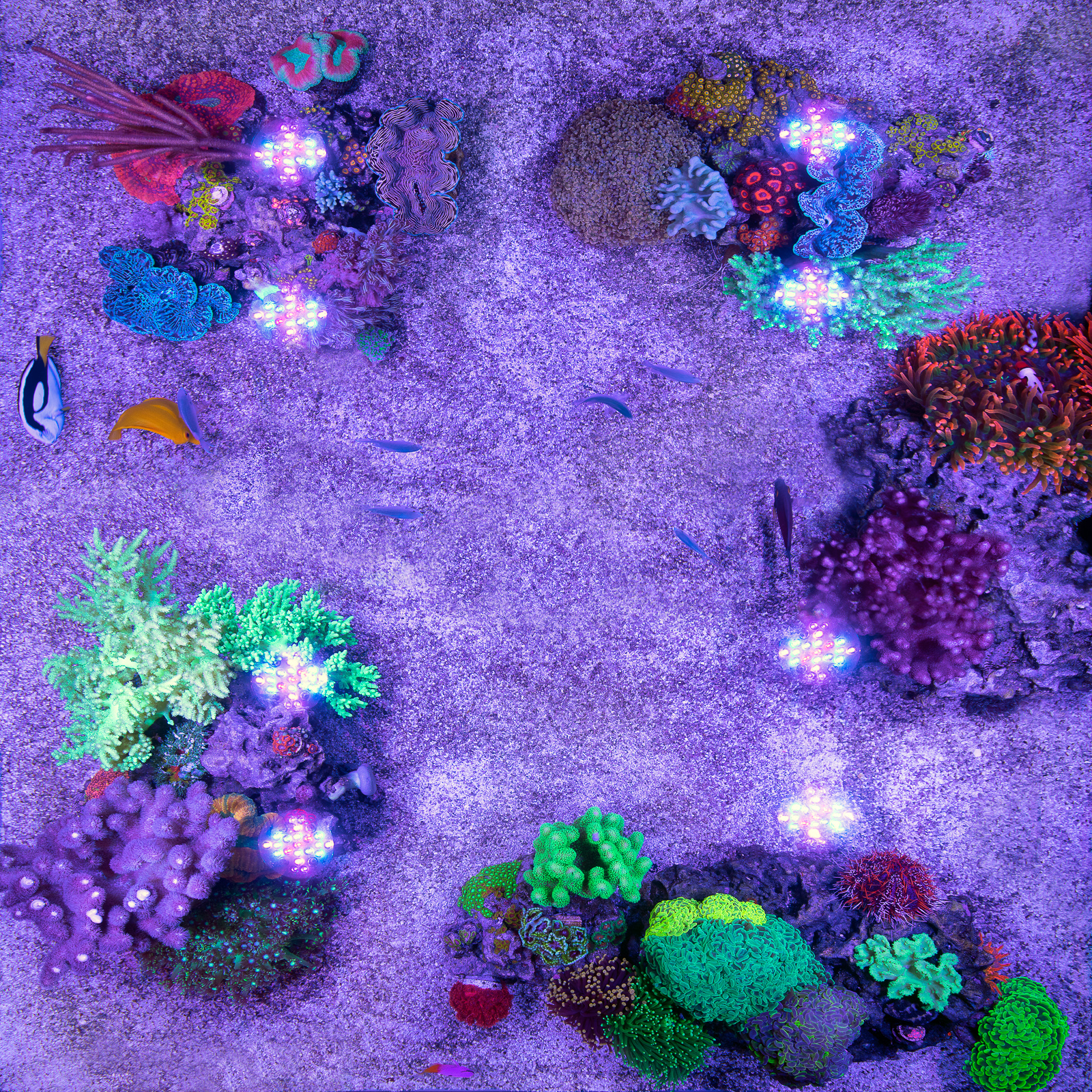 reefsavvy-116a.jpg