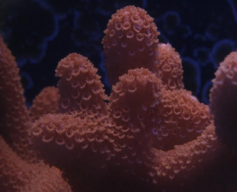 reefs.com