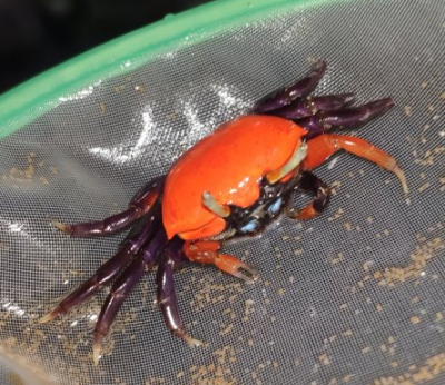 red crab.png