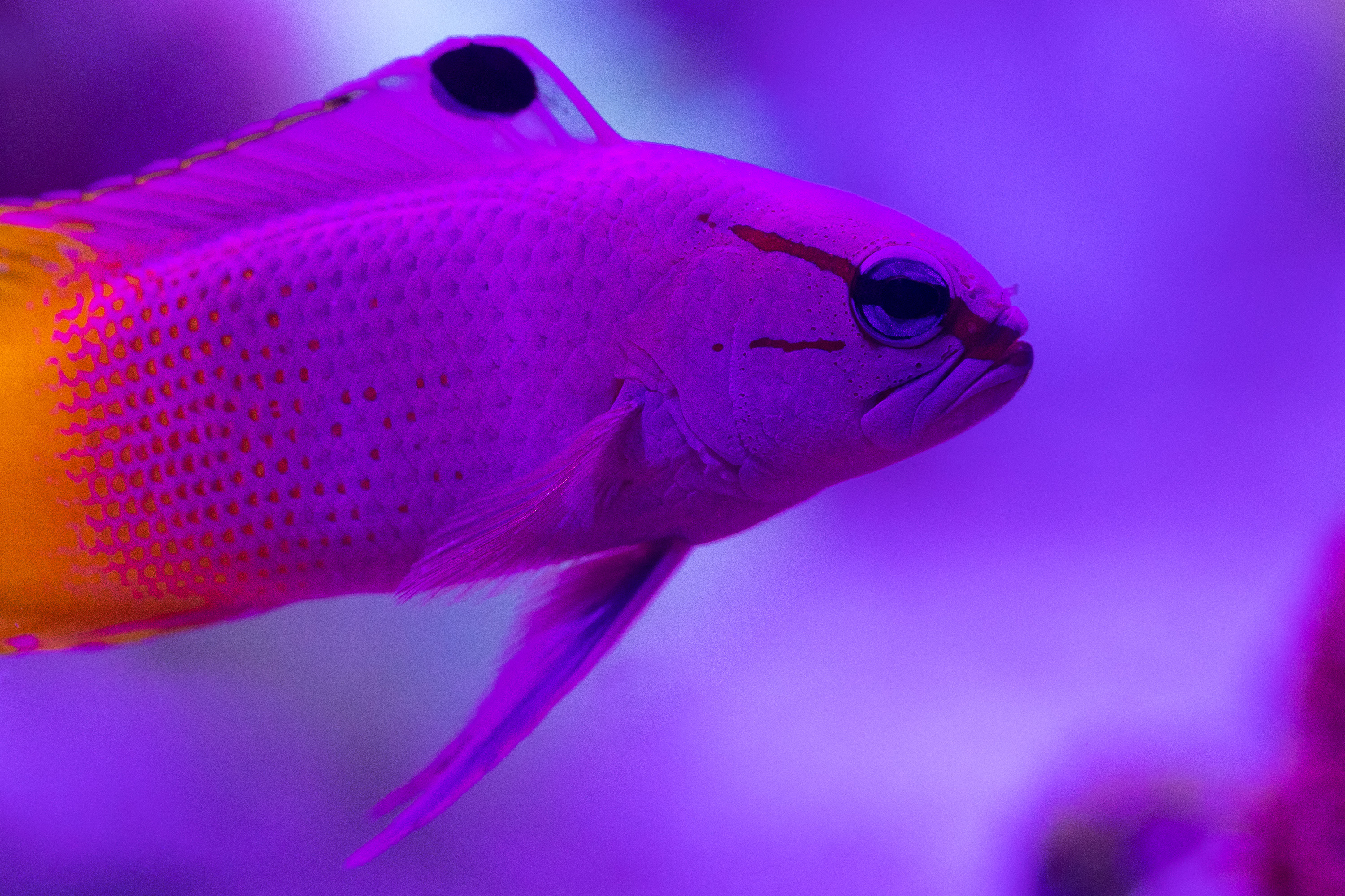 reefsavvy-111.jpg