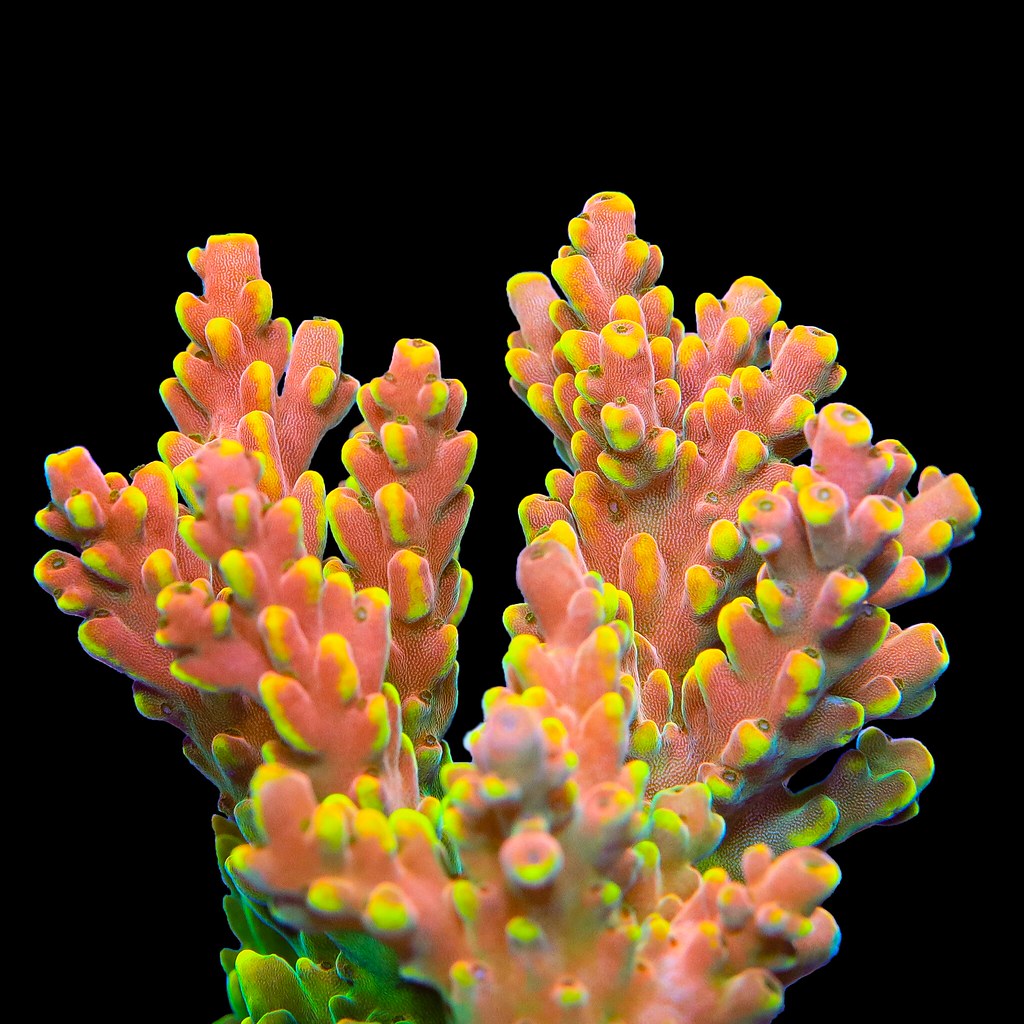 51902606945_9e73147743_b.jpg