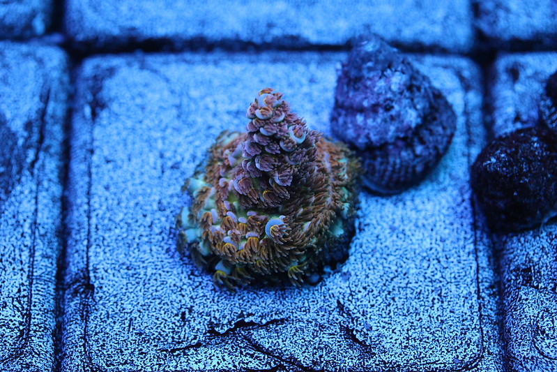 23090845070_8ca283a235_c.jpg