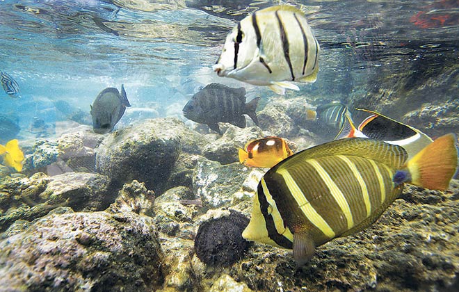 12-a8-algae-fish-pic1.jpg