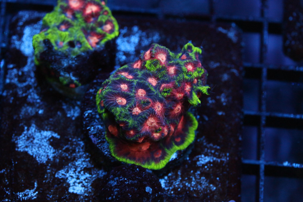 26083813814_1abbed6c4d_b.jpg