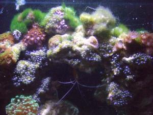 bubblealgae 300x225