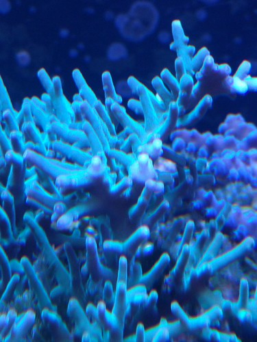 34470064634_f447ba451a.jpg