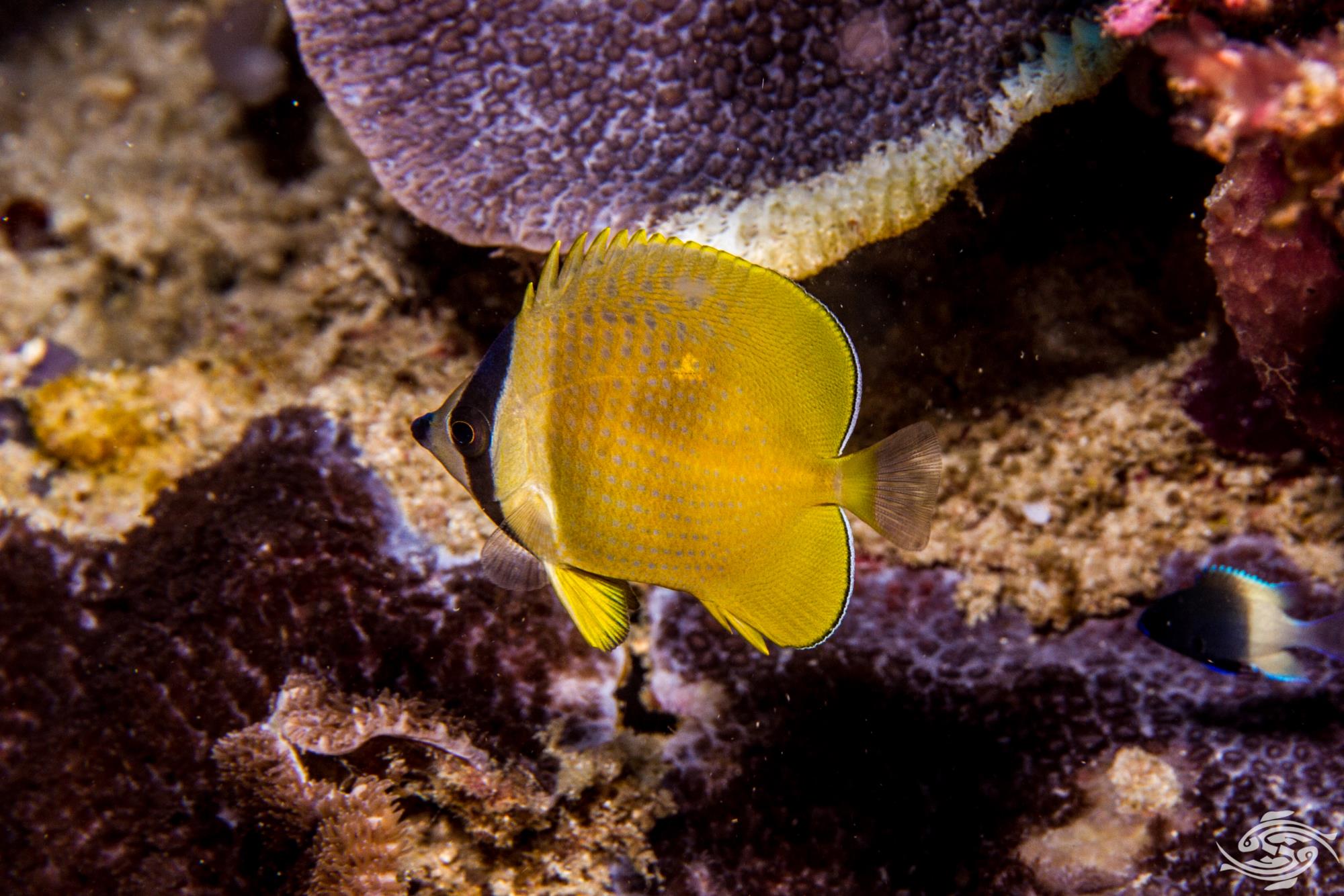 seaunseen.com
