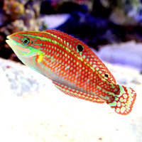 reefs.com