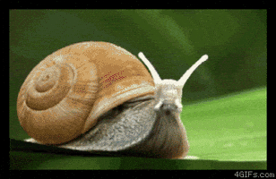 blast off snail GIF