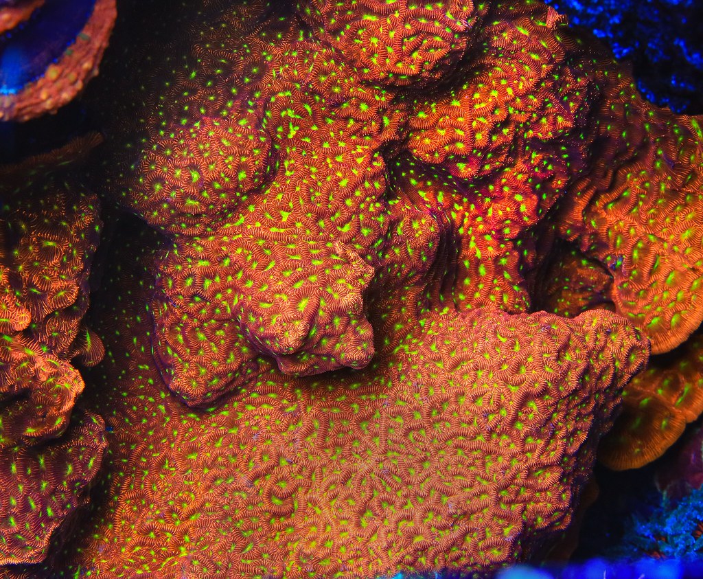 51367979586_f4372a64e5_b.jpg
