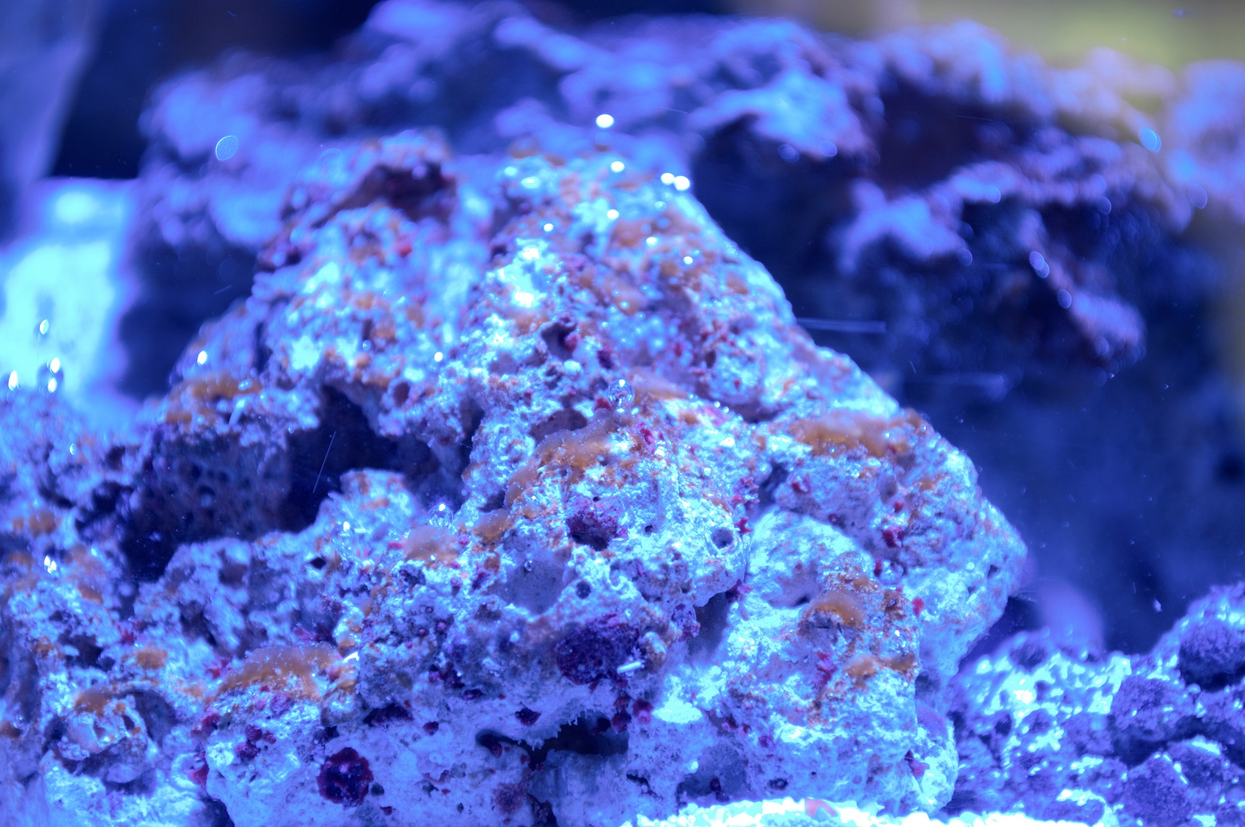 Algae.jpg
