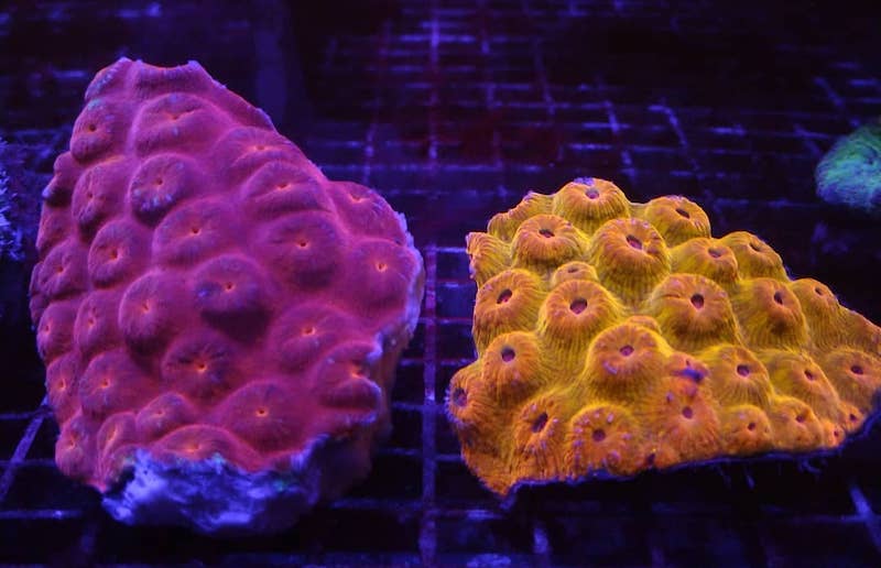 reefbuilders.com