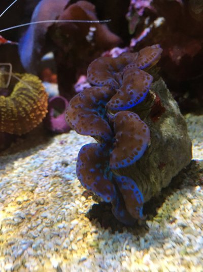 Clam.JPG