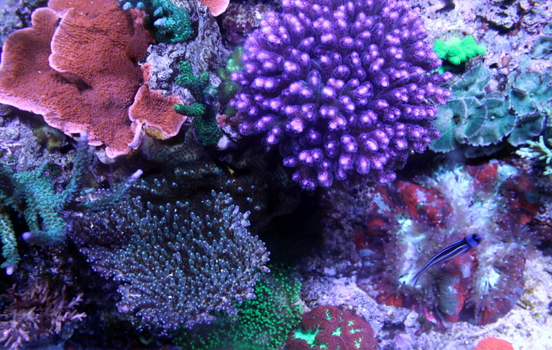 14402824768_f442e19bf2_c.jpg
