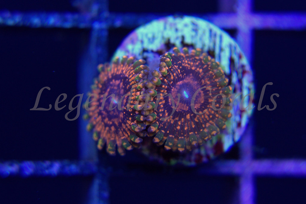 14561131989_a46fd35390_b.jpg