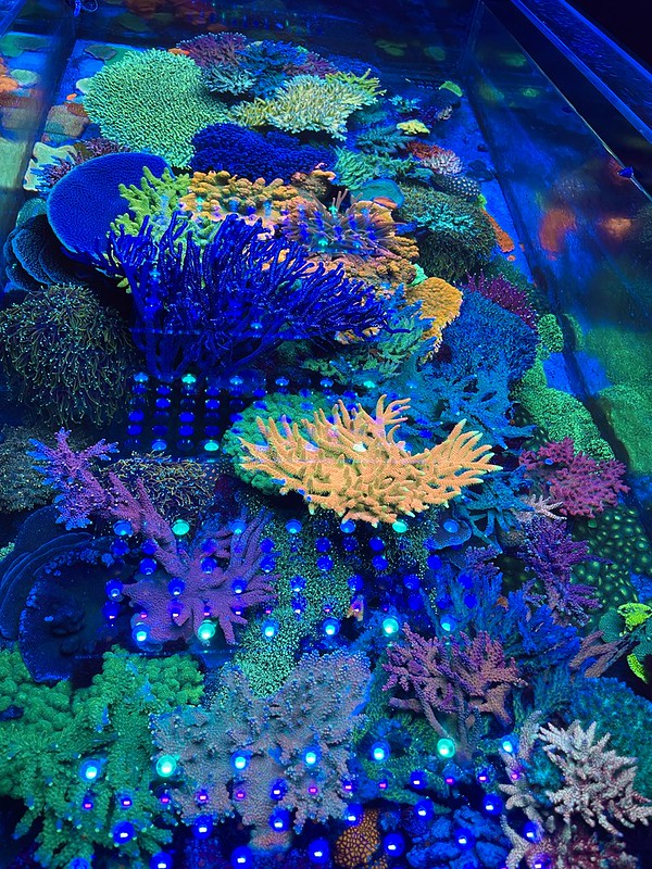 51893727188_377b86d5e8_c.jpg