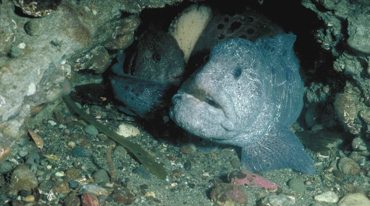 Wolf_eel.png