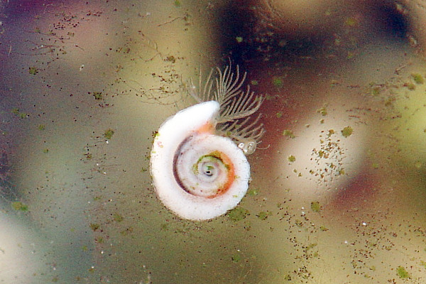 spirorbis.jpg
