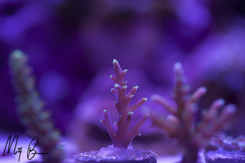 14604764438_8a8dba7954_b.jpg