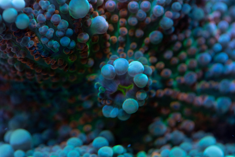 40868615163_63c59c654e_c.jpg