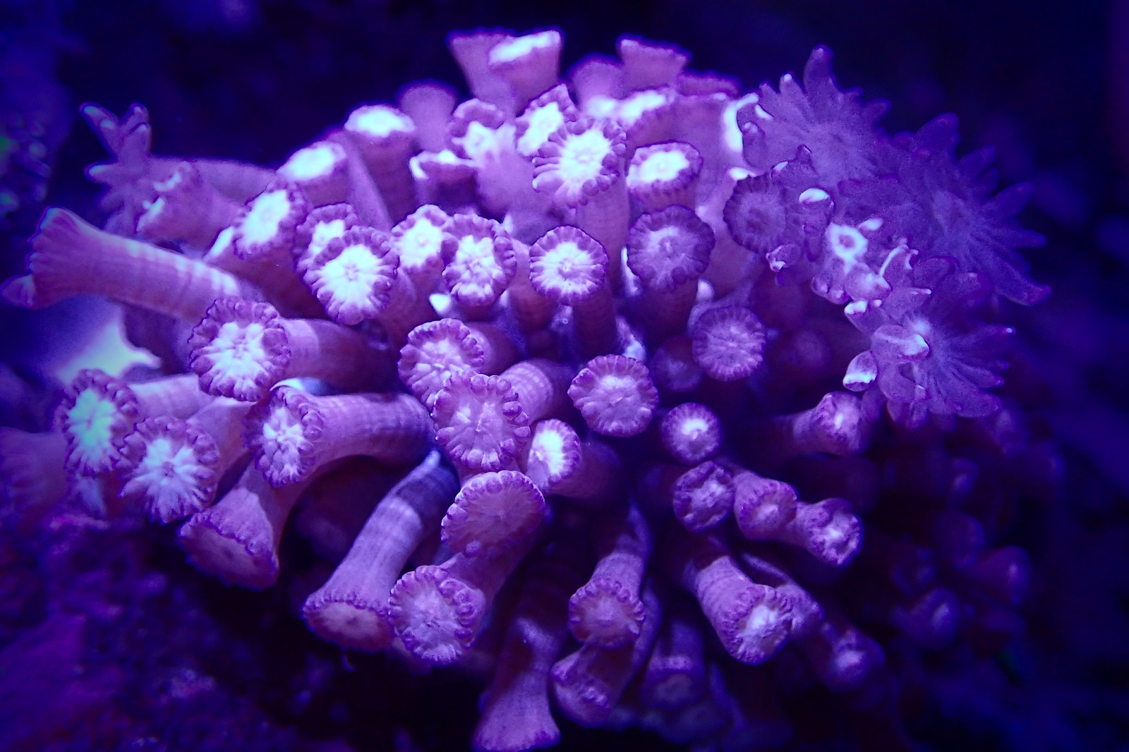 35766822456_e8c5346758_h.jpg
