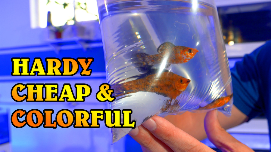 reefbuilders.com