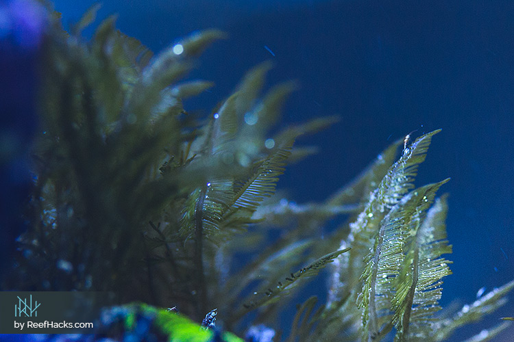 Bryopsis-Algae-Reef-Tank-001.jpg
