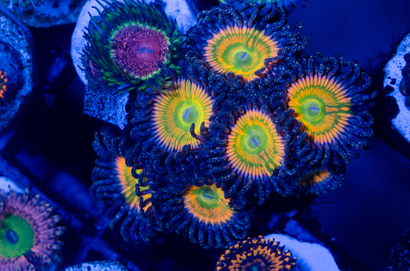 10602736033_4d9c2303a2_c.jpg