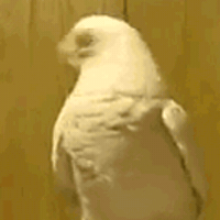 No Way Bird GIF